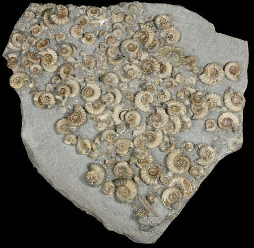 Ammonite (Promicroceras) Mass Mortality - Lyme Regis #130621